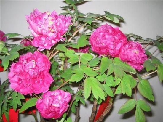 芍药种农村庭院的风水禁忌
