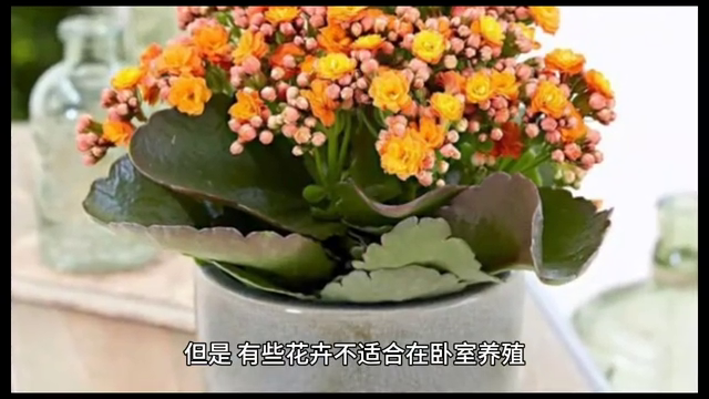 吊兰和夜来香哪种不适合放在卧室