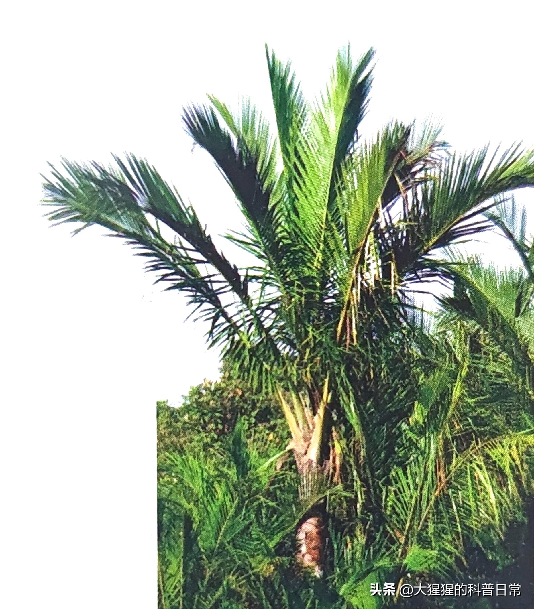 单子叶植物种子有哪些种类