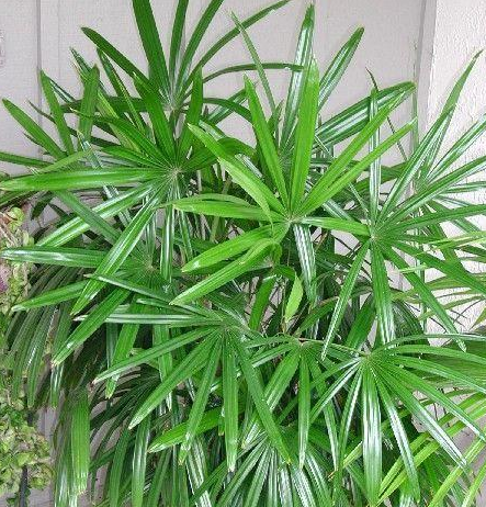 客厅适合摆放的十大植物