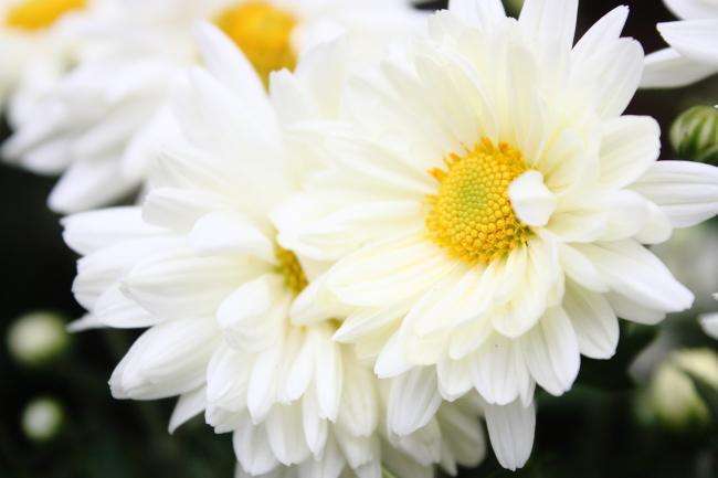 白色菊花的寓意是什么