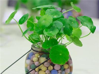 铜钱草水培怎么养殖方法
