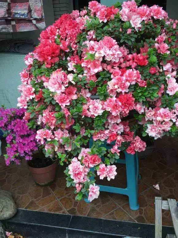家里为什么不放杜鹃花