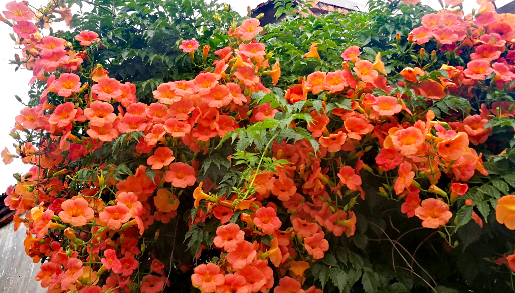 藤蔓花卉有哪些