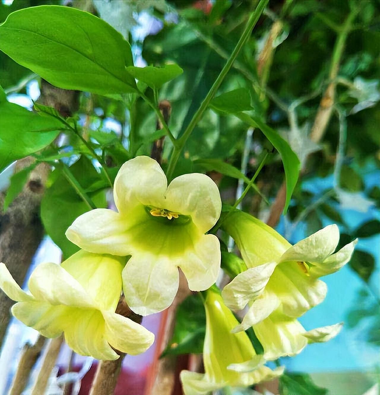 幸福树开花有什么预兆和寓意