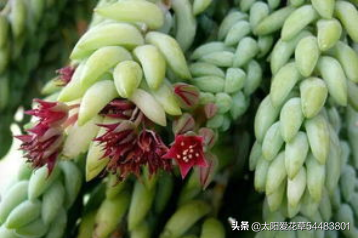 翡翠景天多肉叶插教程