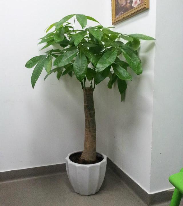 寓意好的花有哪些品种
