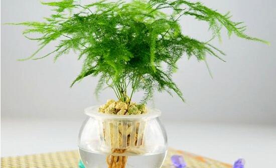 水培文竹怎么养护