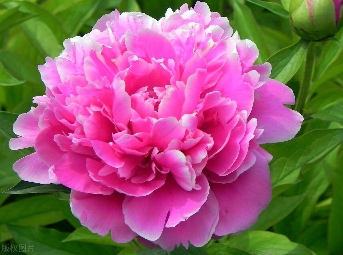 牡丹花是什么时候开花的