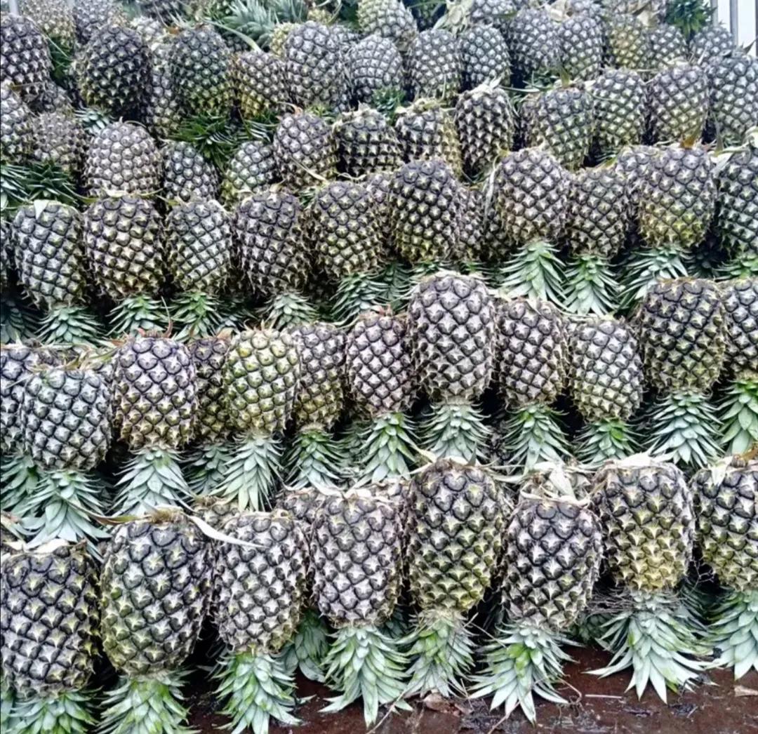 凤梨种植多久才结果