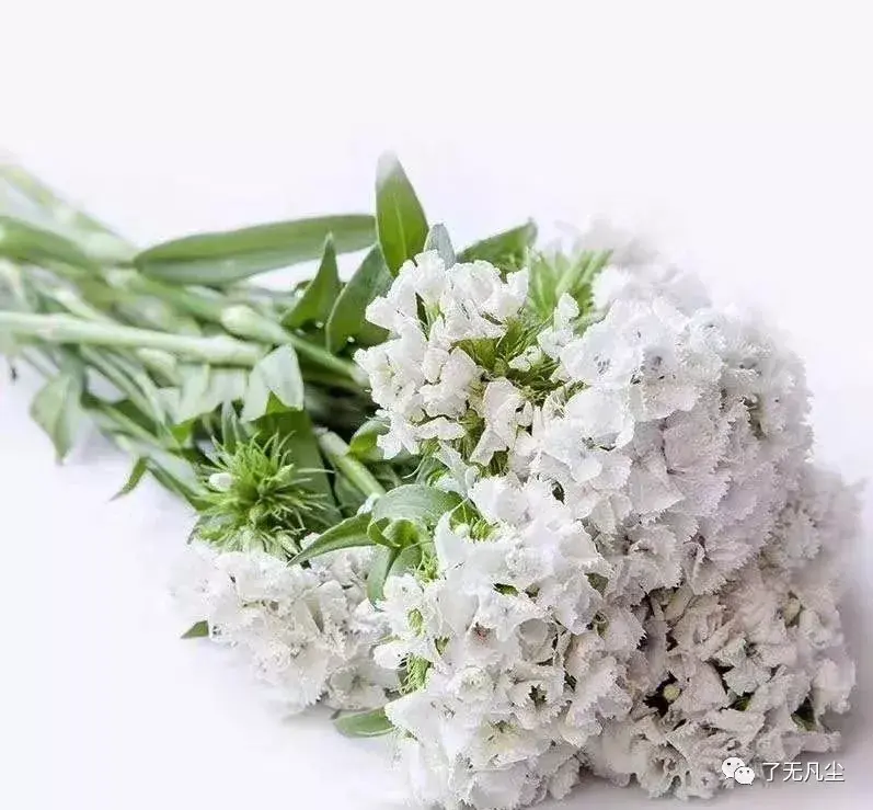 相思梅的花语寓意是什么