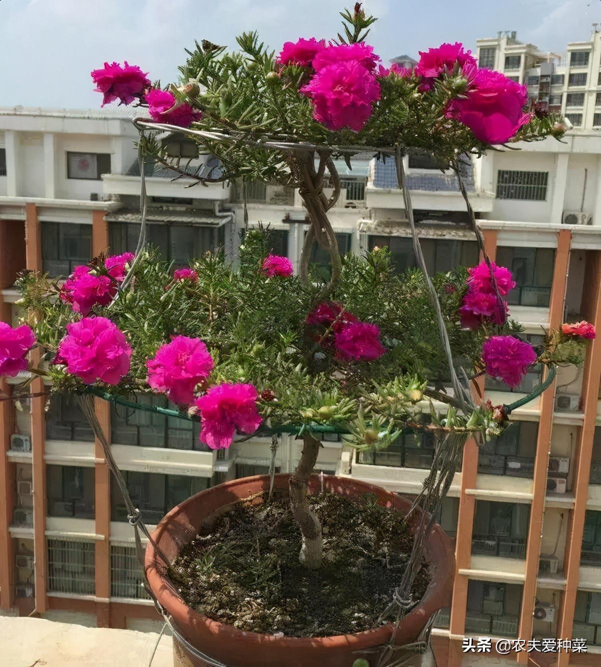 太阳花的花期是多久