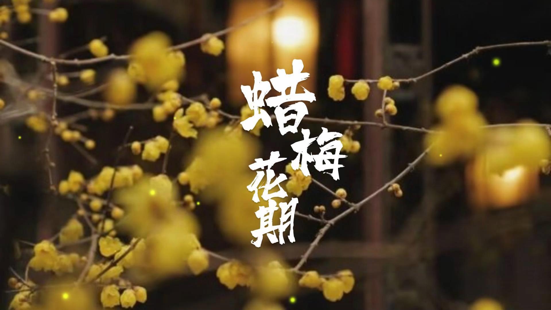 腊梅树什么时候开花结果