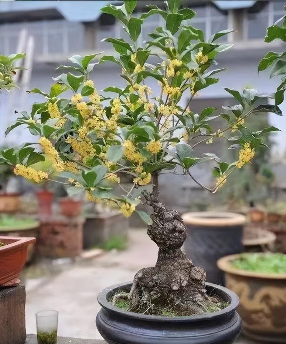 镇宅十大吉树是哪些