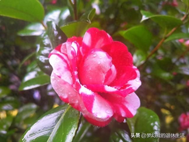 室内花有哪些好养