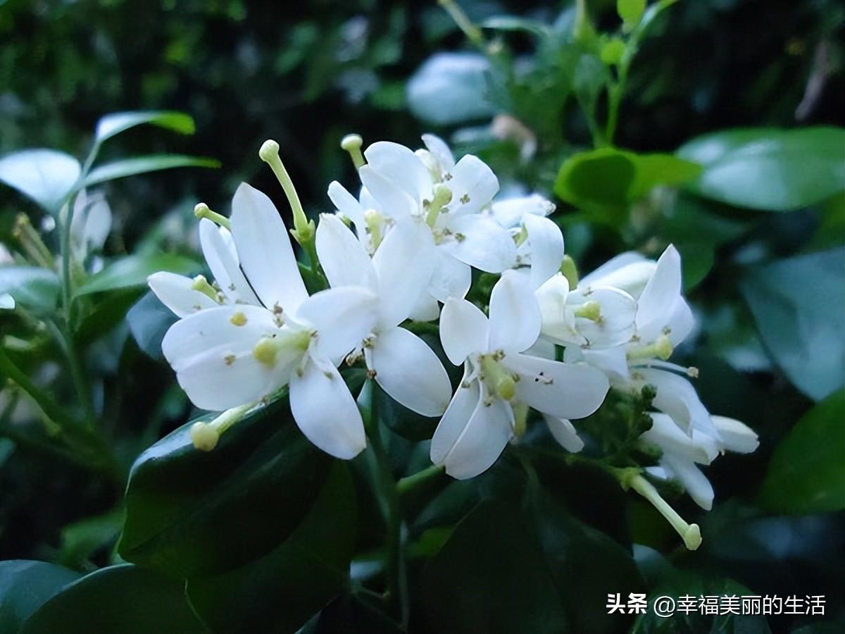 九里香禁忌摆放位置