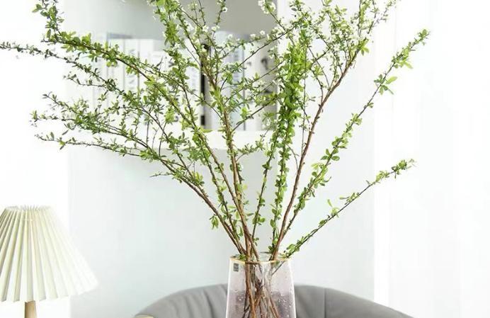 雪柳干枝怎么养多久能开花