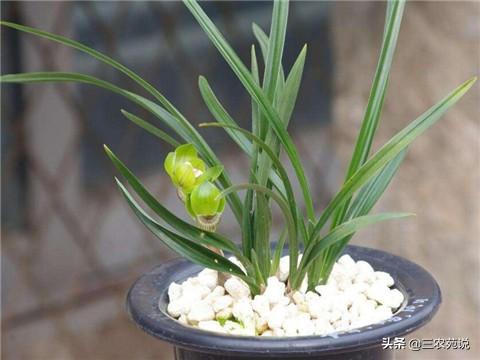 兰花的象征意义为哪两种植物