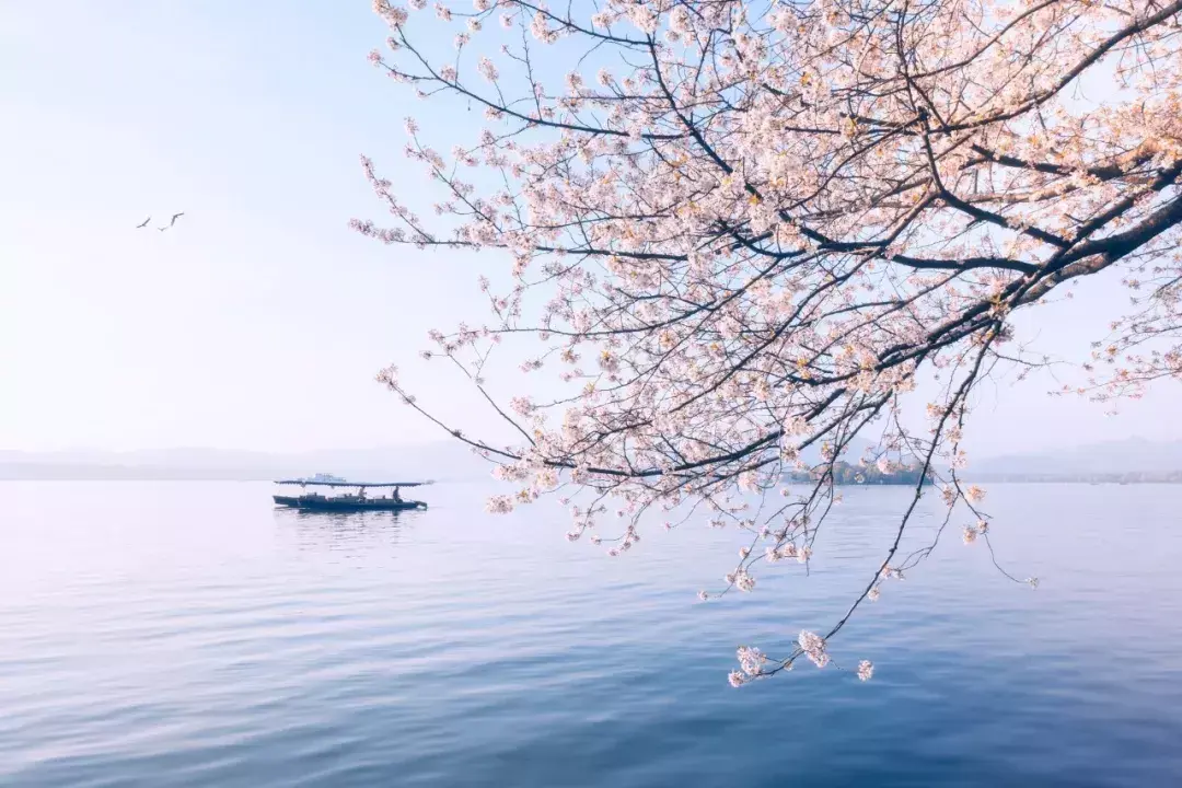 春天都开什么花