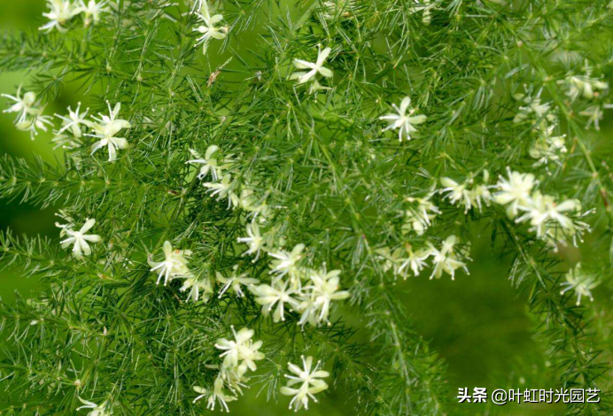 文竹开花十大预兆是什么
