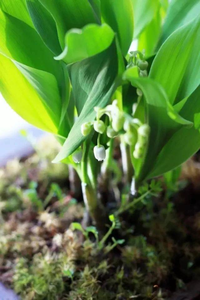 迎春花品种排名大全