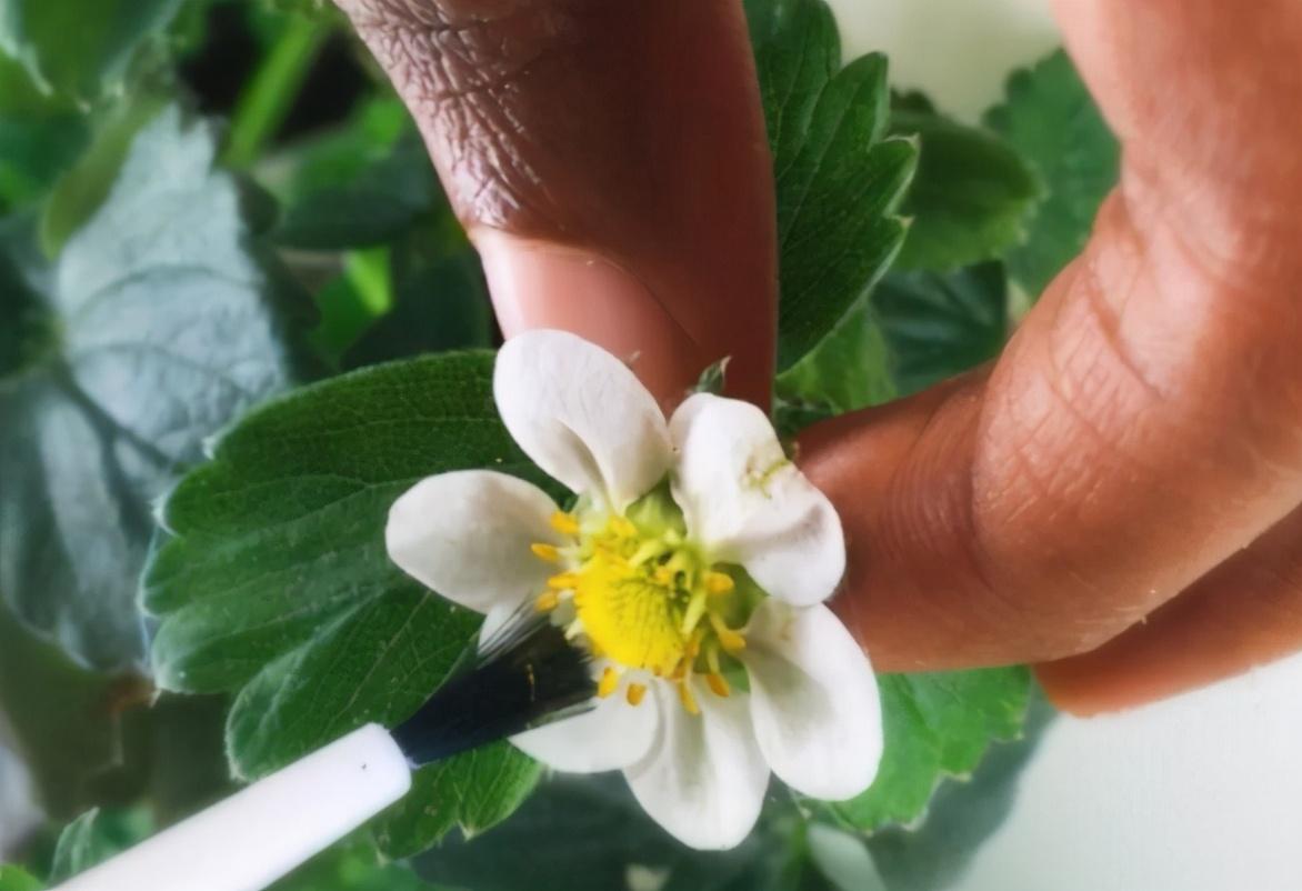 四季草莓种子的种植方法和技术