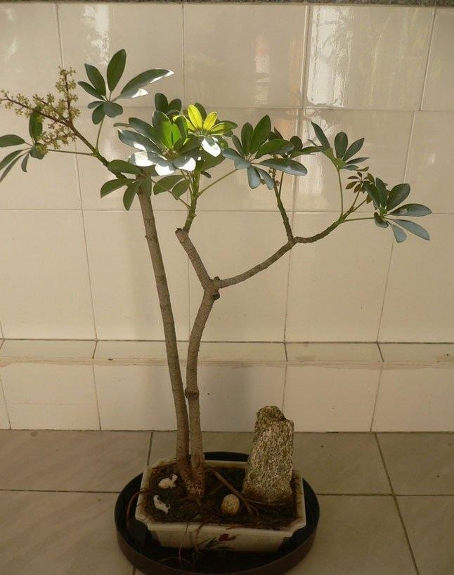 鸭掌木喜阴还是喜阳光