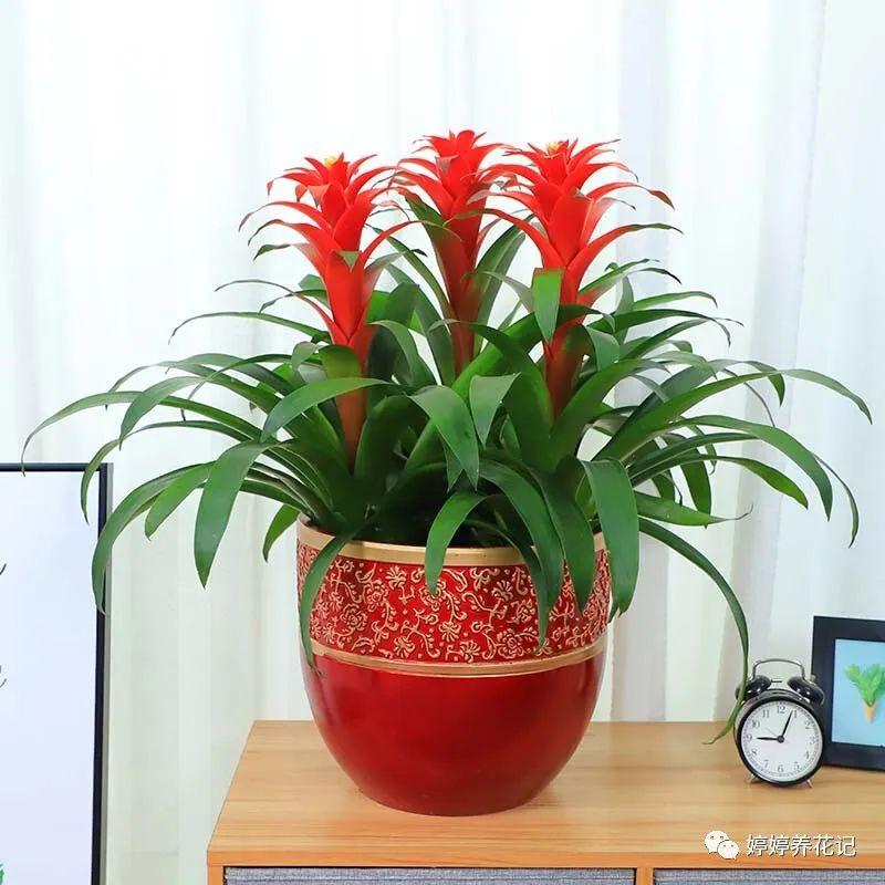 女性办公桌适合养的花