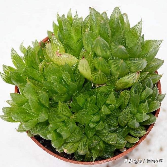 水晶掌多肉怎么养殖