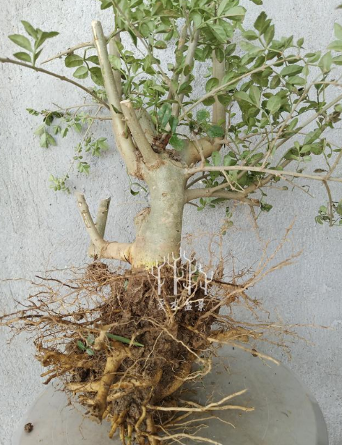 对节白蜡的养殖方法和注意事项