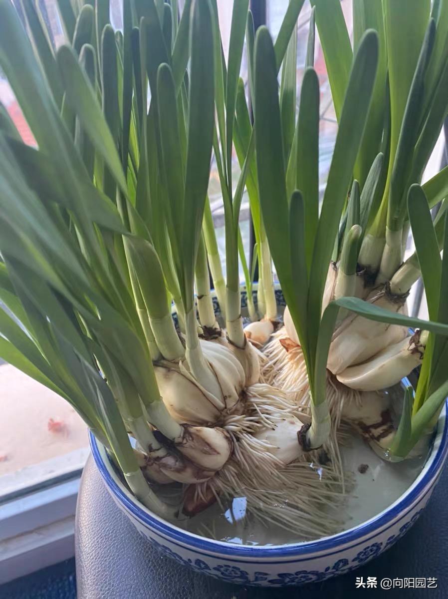 水仙花种植多久开花结果
