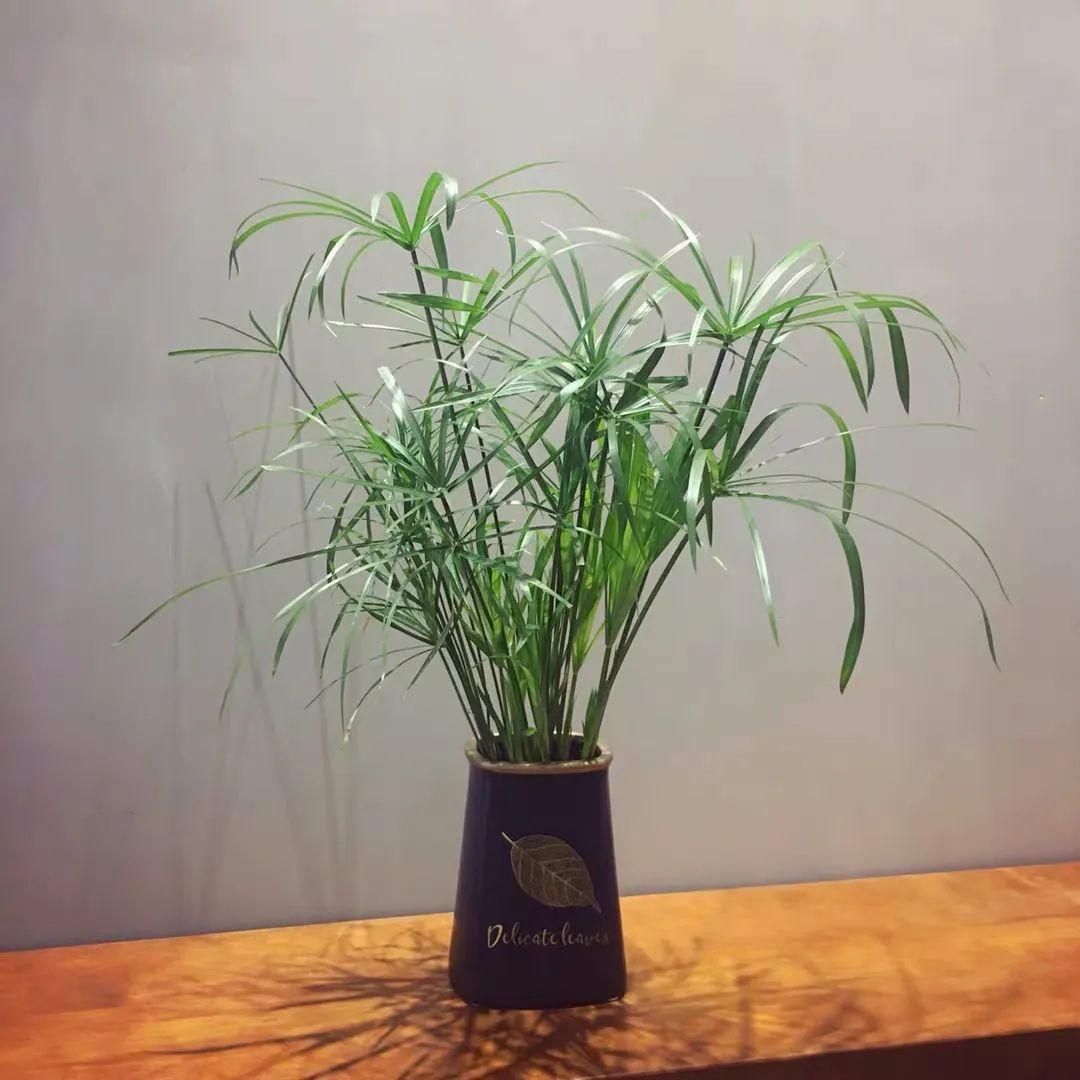 一叶莲风水禁忌是什么