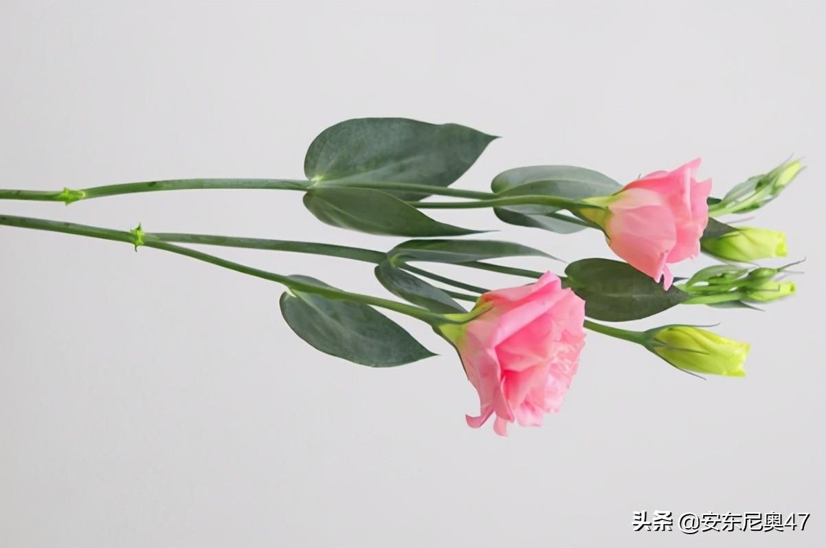 紫色洋桔梗花语寓意是什么