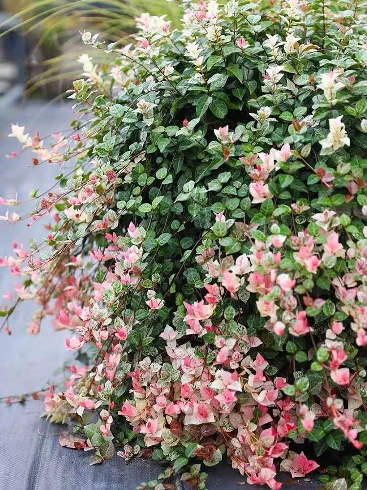 花叶络石盆栽养殖方法