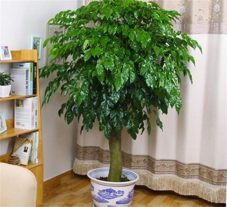 乔迁送什么绿植比较好