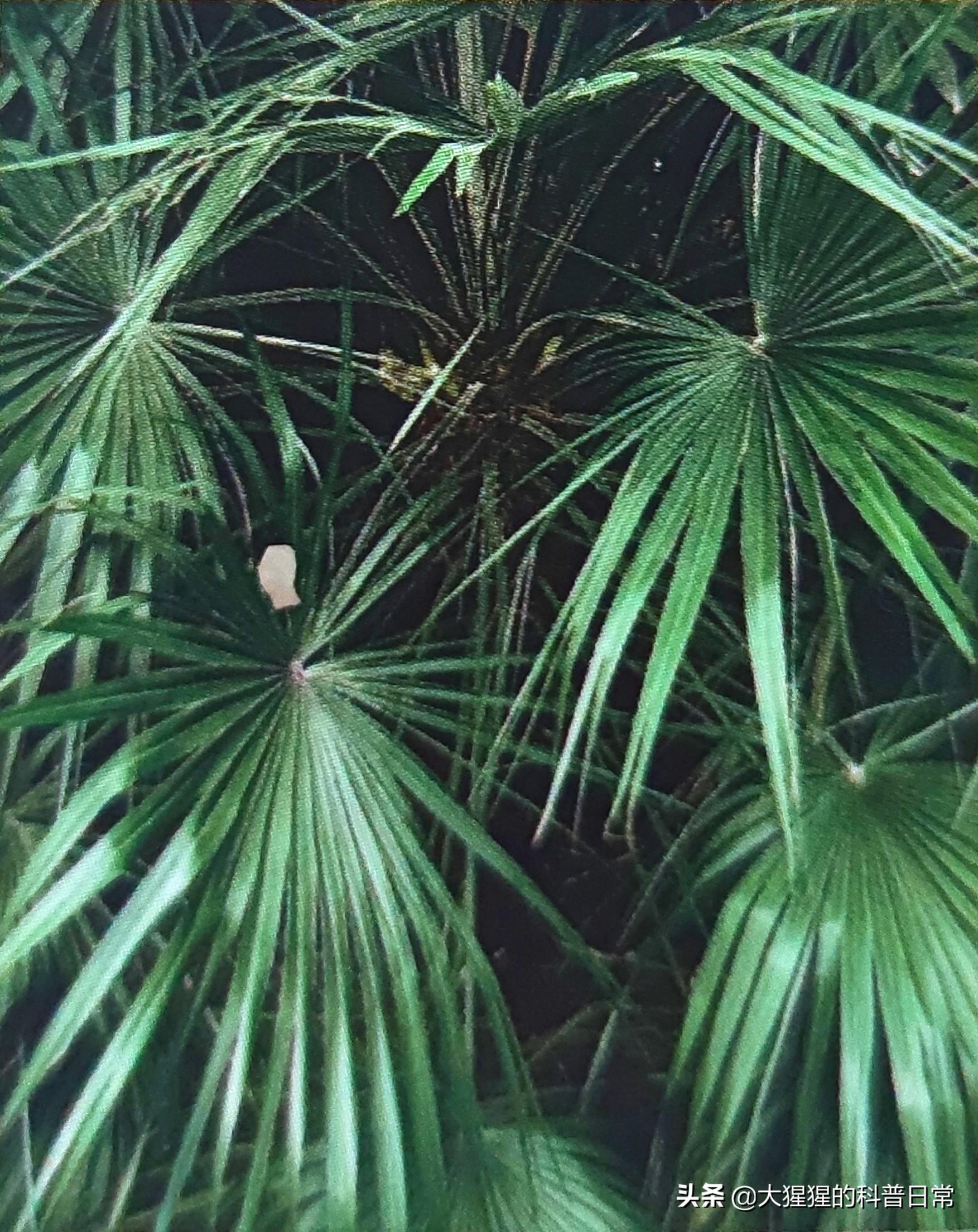 单子叶植物种子有哪些种类