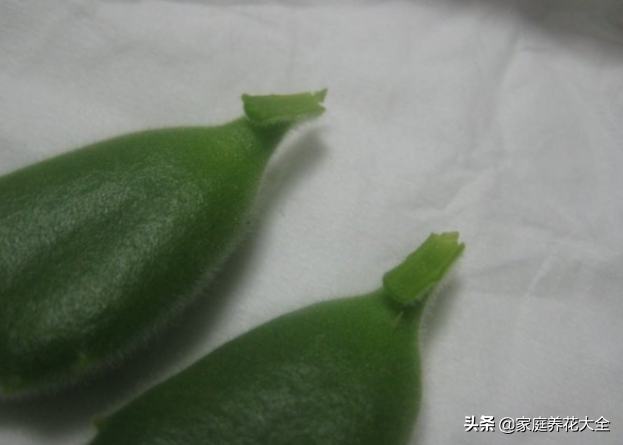 熊童子叶子直接插土里能活吗