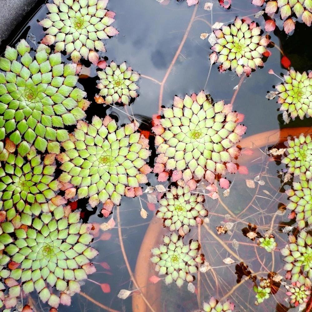 家里适合养什么水生植物好