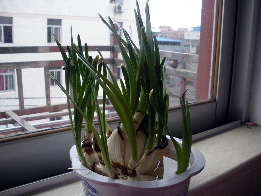 洋水仙水培的养殖方法