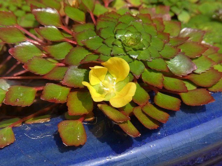 家里适合养什么水生植物好