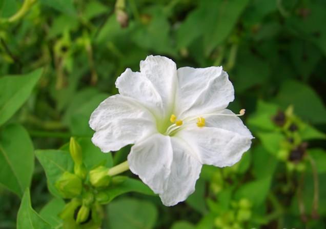 紫茉莉几点开花