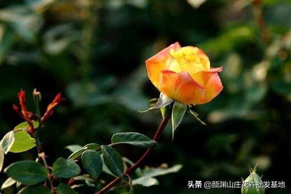 玫瑰跟月季有啥区别