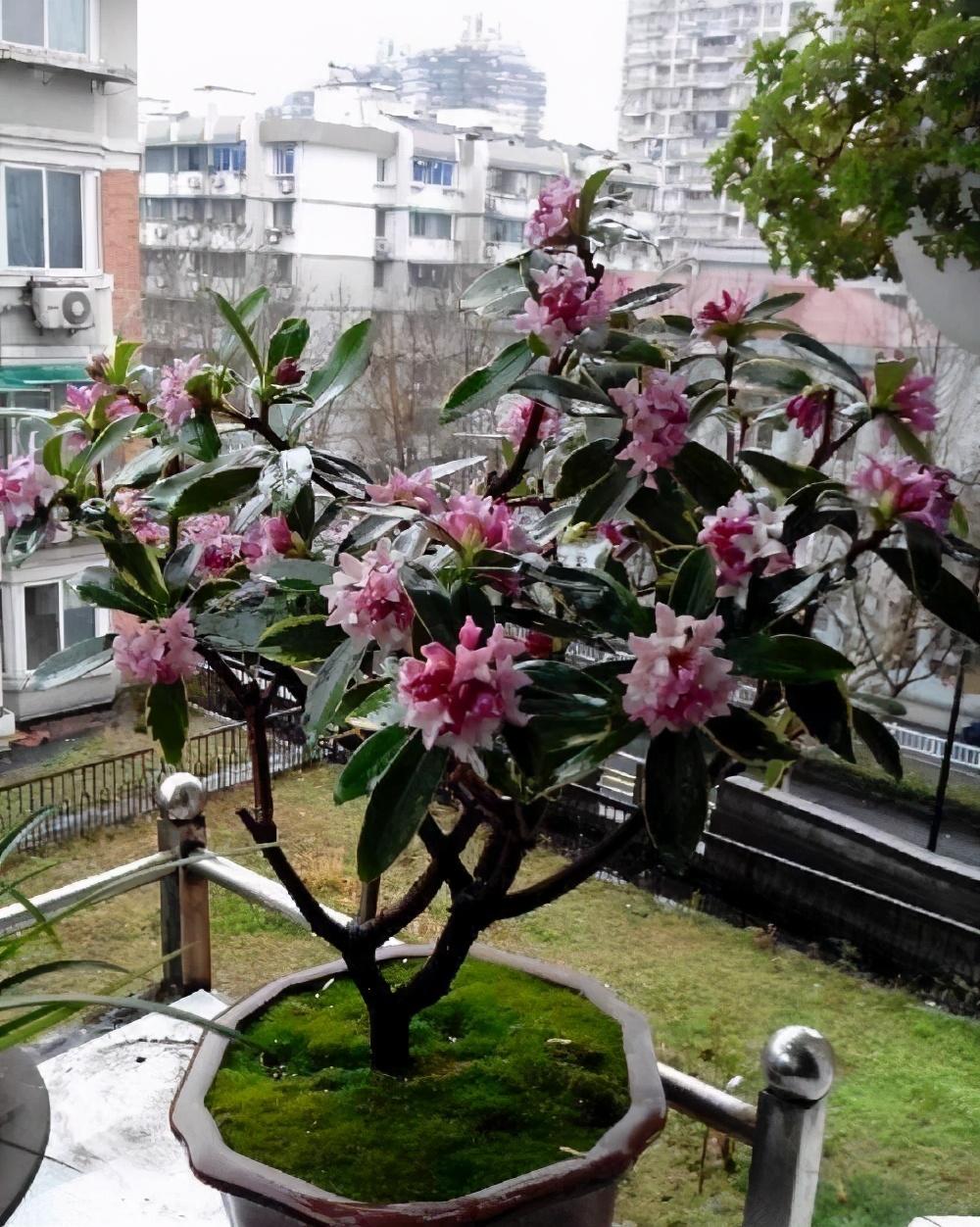 最香的花是什么花