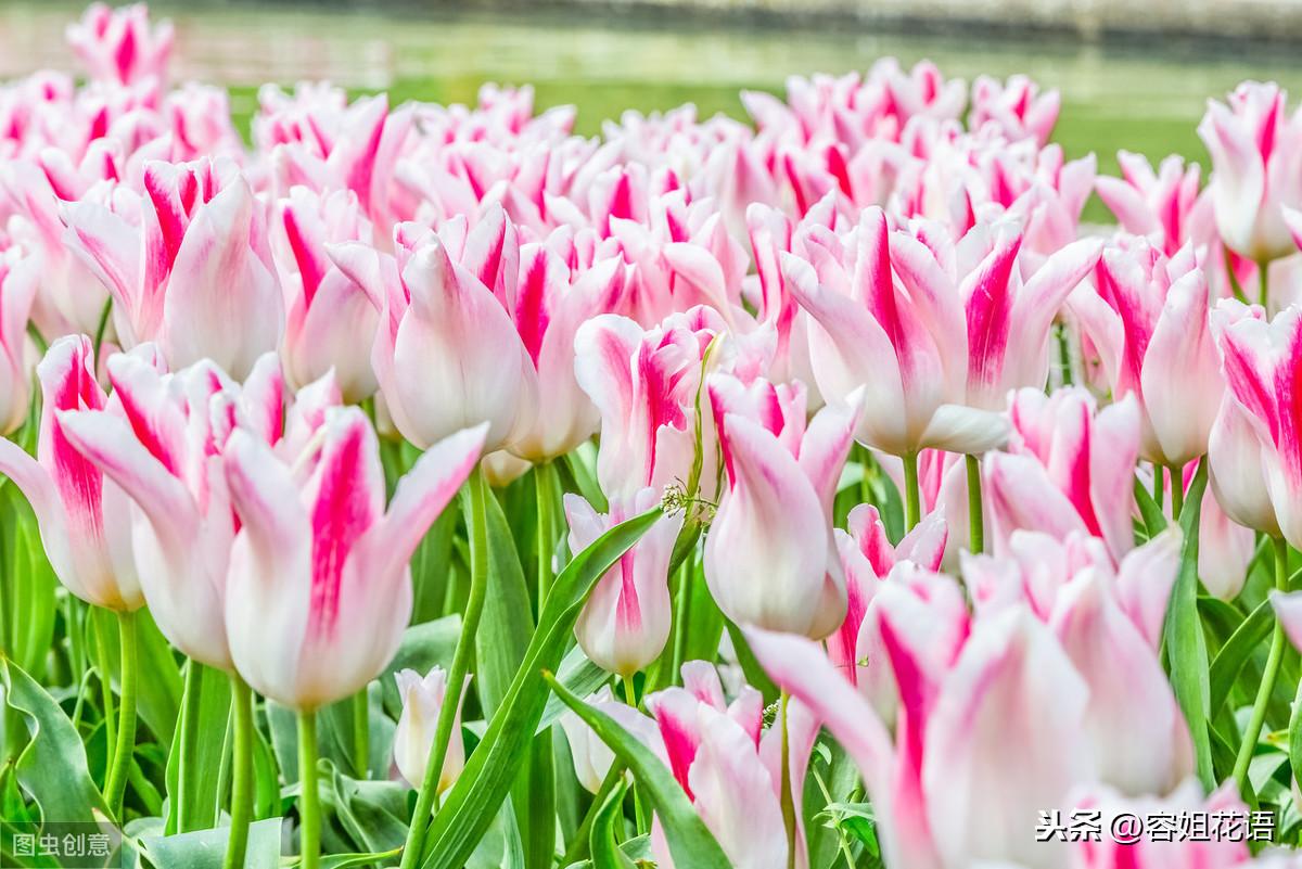 郁金香是多年生还是一年生的植物