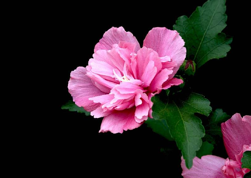 木槿花花语和寓意是什么
