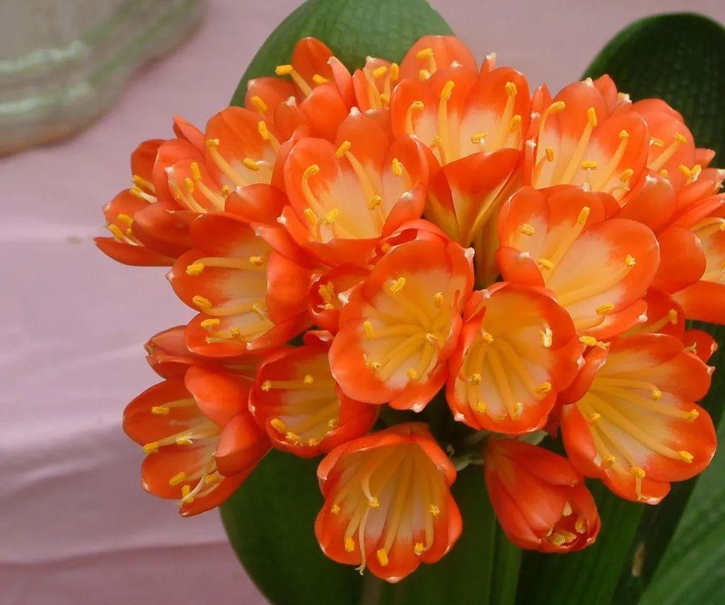 君子兰几年可以开花结果