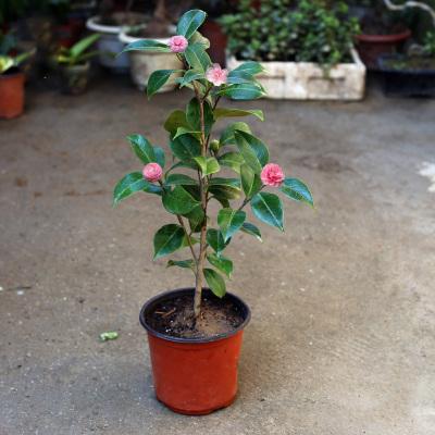 山茶花如何养护和浇水