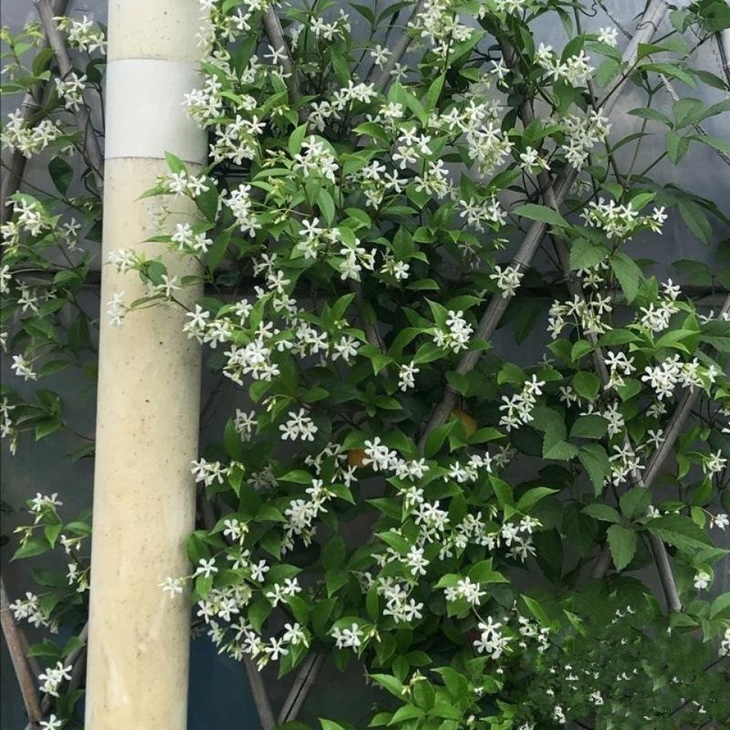 最香的花是什么花