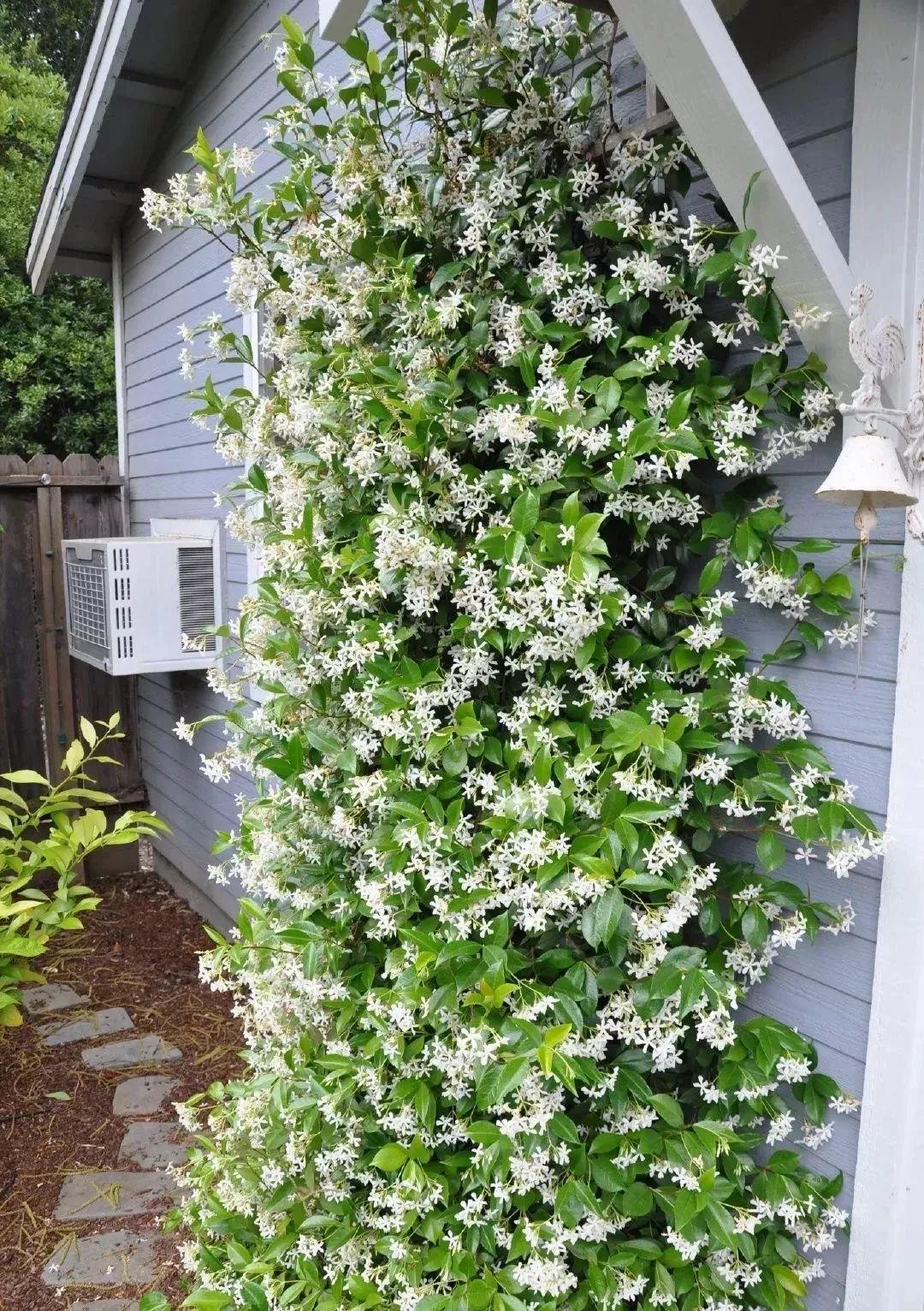 最香的花是什么花