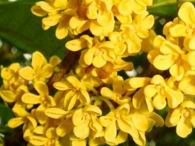 四季桂花的养殖方法和注意事项